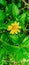 Tree Marigold Tithonia diversifoliaÂ aka the beautiful wild sunflower